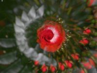 thumbs_Joseph-Robinson