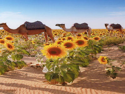 Saida-Hogan-Nassirruddin