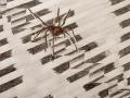 Mohammed, Grade 9, Spider, 2020