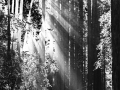 Maximus Claudio, Grade 11, Light, 2021