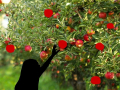 Jodea, Grade 9, Picking Fruit, 2020