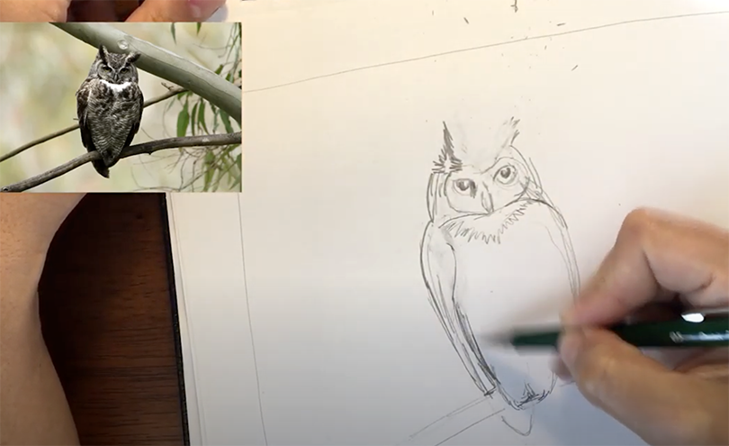owl